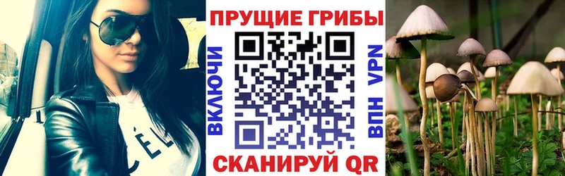 Псилоцибиновые грибы Cubensis  где купить наркоту  Кузнецк 